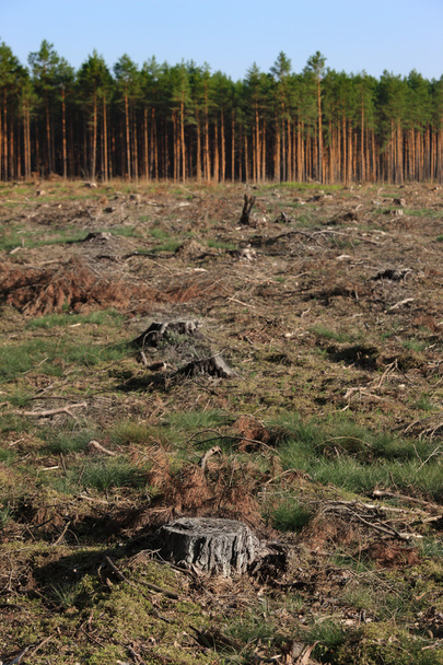 Tree stumps - Photo, Image