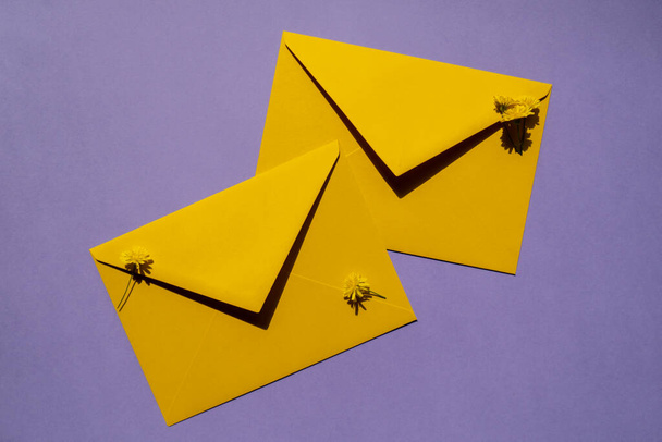 Όμορφη μικρή κίτρινη μαργαρίτες χαμομηλιού λουλούδια σε δύο ταχυδρομικούς κίτρινους φακέλους σε βιολετί φόντο, κενό χαρτί σημείωμα αντίγραφο χώρο για κείμενο, την άνοιξη, ευχετήρια κάρτα για τις διακοπές. Ζωηρά χρώματα - Φωτογραφία, εικόνα
