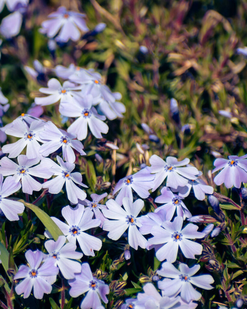 Flor de musgo púrpura flor de flox fondo de la cama - Foto, Imagen