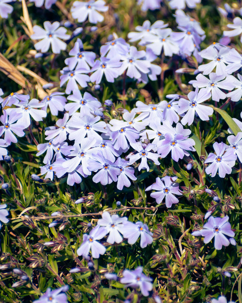 Blooming purple moss phlox flower bed background - Photo, Image