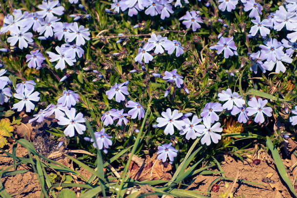 Blooming purple moss phlox flower bed background - Photo, Image