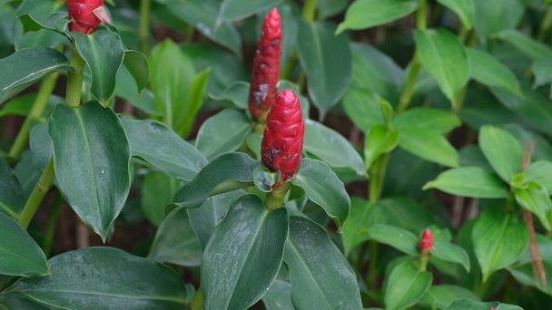 Costus spicatus, also known as spiked spiralflag ginger or Indian head ginger, is a species of herbaceous plant in the Costaceae family (also sometimes placed in Zingiberaceae) - Photo, Image