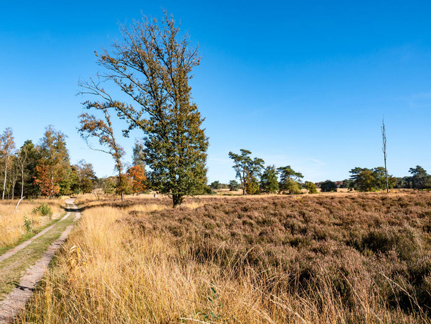 Heathland and footpath in nature reserve Hoog Buurlose Heide in autumn, Veluwe, Gelderland, Netherlands - Foto, imagen