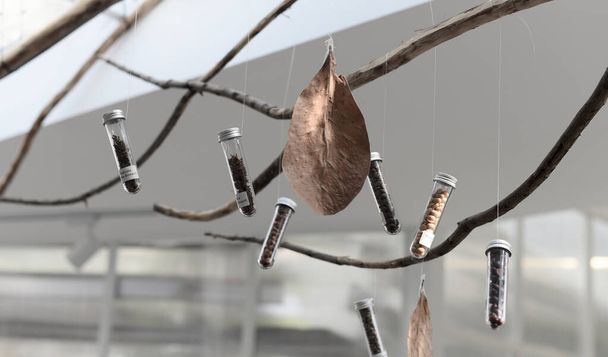 Coffee beans in capsule tube and hanging at tree - Foto, Imagen