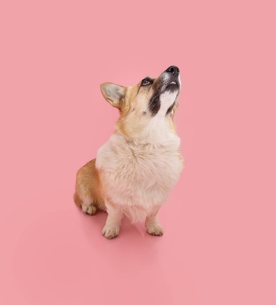Portrait welsh corgi pembroke dog looking up and begging food. Isolated on pink pastel background - Фото, зображення