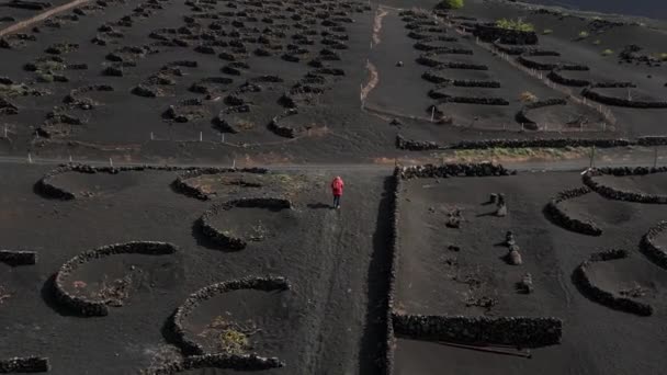 panorama órbita drone Lanzarote vinho cultivando La Geria vinhedos vulcão dia 2023. Imagens cinematográficas de alta qualidade 4k uhd. - Filmagem, Vídeo