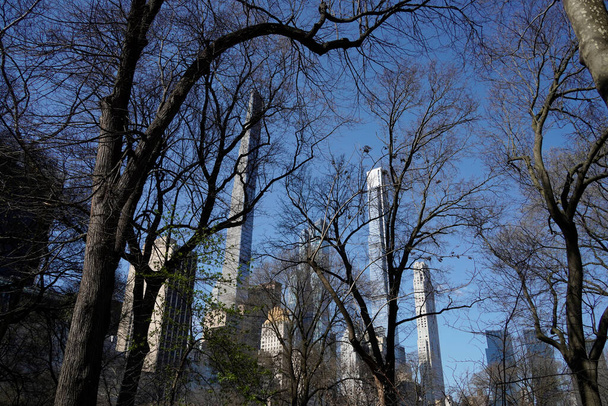 セントラルパークの木はニューヨーク市の高層ビルを分岐させ晴れた日にはビルの最上階まで見渡せる - 写真・画像