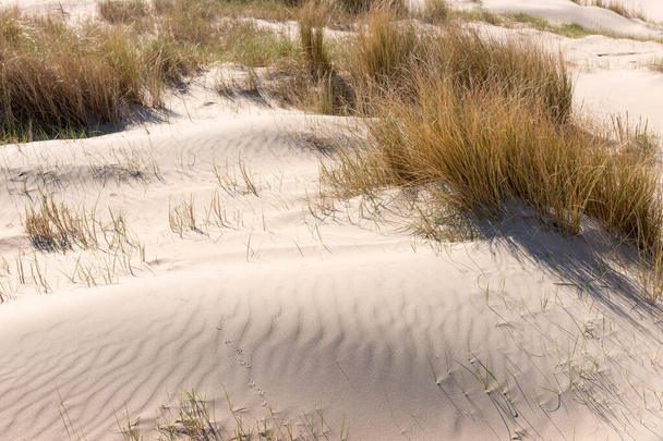 Піщані дюни весною. Ноордвейк, Нідерланди - Фото, зображення