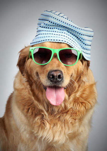 Golden Retriever en gorra y gafas de sol
 - Foto, imagen