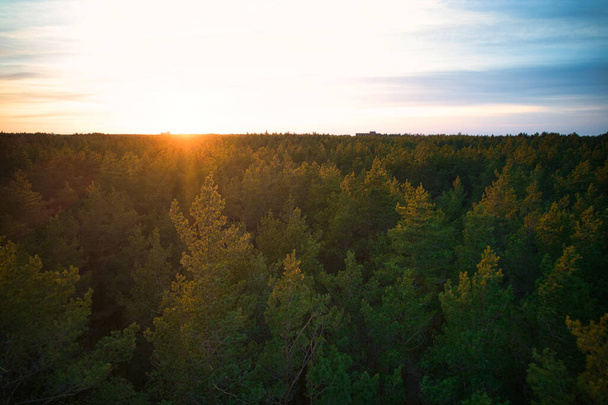 Oberhalb Luftaufnahme grüner Kiefernwälder und gelber Laubwälder mit schöner Textur goldener Baumkronen. Schöne Herbstlandschaft am Abend. Berge in Herbstfarben in goldener Zeit - Foto, Bild