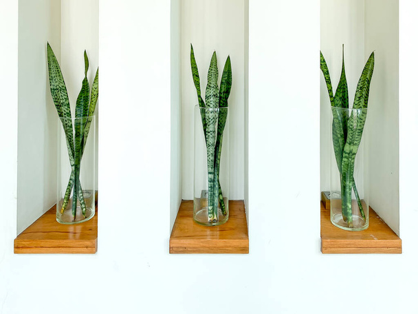 Sansevieria or Snake plant in vase for home decoration - 写真・画像