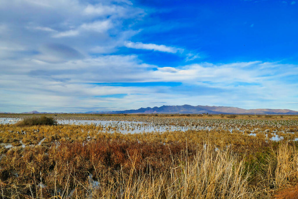 Тисячі журавлів (Grus canadensis) у Вайтвотер Дрю, в південній долині Салфур - Спрінгс поблизу МакНіла (штат Арізона, США). - Фото, зображення