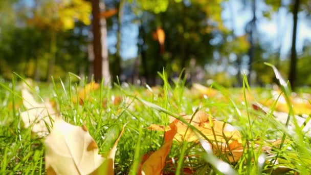 Movimento lento di foglie di albero giallo che cadono su erba verde nel parco autunnale. Sfondo astratto, caduta in città. - Filmati, video