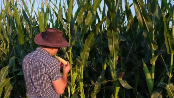 Vista trasera de un joven agricultor parado en un campo de maíz y estudiando la cosecha al atardecer. El granjero inspecciona la espiga de maíz en su campo. - Imágenes, Vídeo