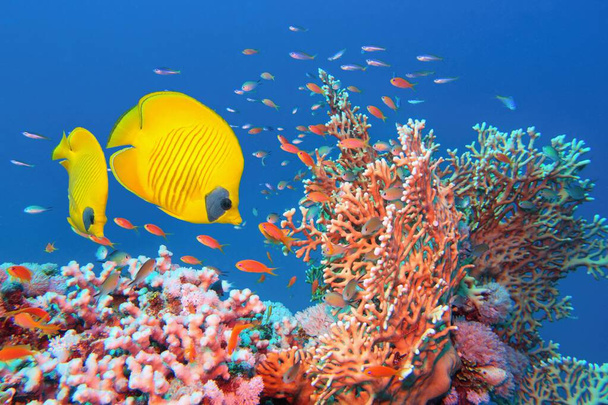 Red Sea Egypt.  Beautiful coral reef  scene with Fire Coral  (Millepora) ,couple of yellow masked butterfly fish and red anthias. - Photo, Image