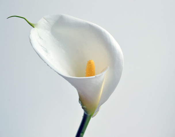 One calla lily flower on soft focus white stucco wall background with copy space. Spring or Easter elegant greetings card. Image for blog or social media. Tropical delicate big white flower. - Φωτογραφία, εικόνα
