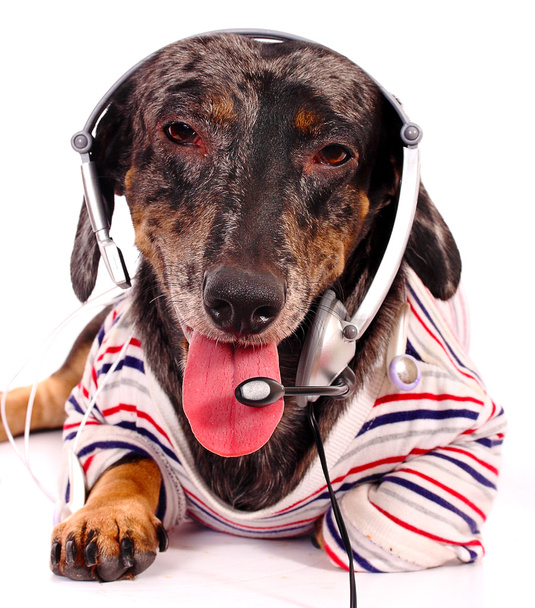 pies telemarketingu, dając obsługi klienta - Zdjęcie, obraz