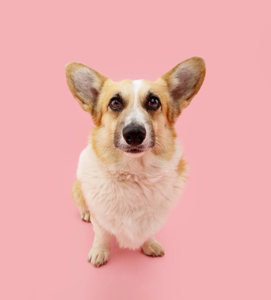 Portrait cute welsh corgi pembroke dog looking at camera. Isolated on pink pastel background - Фото, зображення