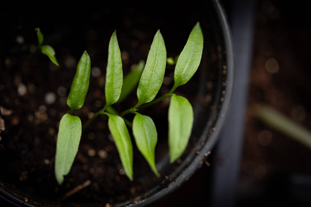 Spring seedlings of a green plant close up - Valokuva, kuva
