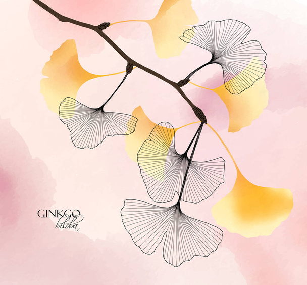 Luxury vector botanical illustration of ginkgo biloba branch with leaves, hand drawn watercolor texture, modern design for cards, invitations, posters and covers place for text - Вектор,изображение