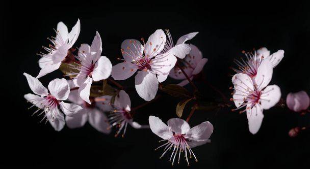 Een tak met delicate roze bloemen tegen een donkere achtergrond. De bloemblaadjes en stuifmeel zijn duidelijk te zien. - Foto, afbeelding