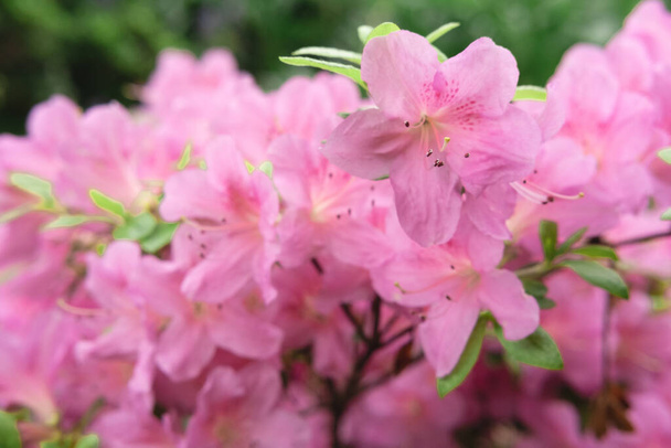 スコットランドのエディンバラにあるニール博士の庭の美しいピンクまたは紫色の花のグループ。ボケとのクローズアップ写真。春の時間. - 写真・画像