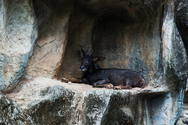 山原産のヤギ亜科の Sumantran カモシカの種 fo - 写真・画像
