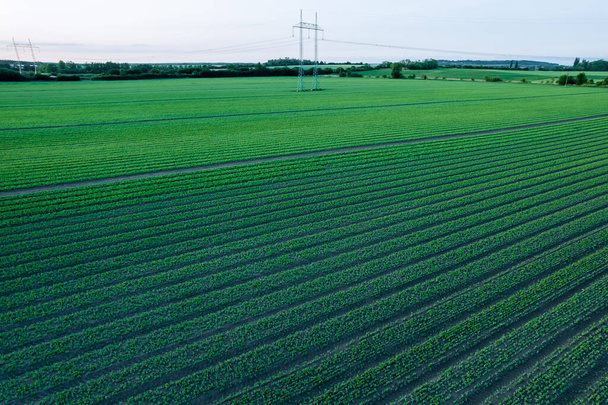 Зеленые поля, зерновые культуры высаживаются ровными рядами, высоковольтная линия проходит через поле. - Фото, изображение
