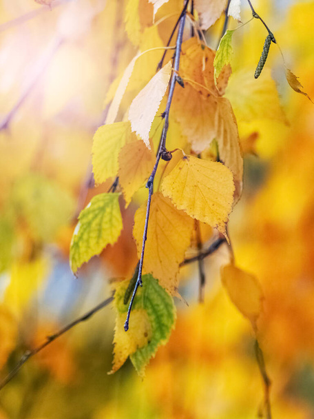 Sárga nyírfalevelek egy fán, elmosódott háttérrel. Őszi levelek - Fotó, kép