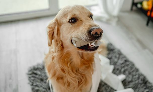 Golden retriever dog playing with toilet paper in bathroom on floor and looking at camera. Purebred doggy pet making mess with tissue paper at lavatory - 写真・画像