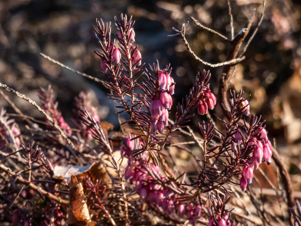 Close-up shot van spreidende, laaggroeiende, groenblijvende winterheide (erica herbacea) 'Rosea' met trossen of stukjes kleine, klokvormige of buisvormige roze bloemen in het vroege voorjaar - Foto, afbeelding