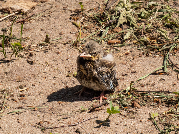 Close-up shot of a small fieldfare chick (Turdus pilaris), that has fallen out of the nest and sitting on a sandy ground. Chick sits and waits for food from its parents. Wildlife scene - Fotografie, Obrázek