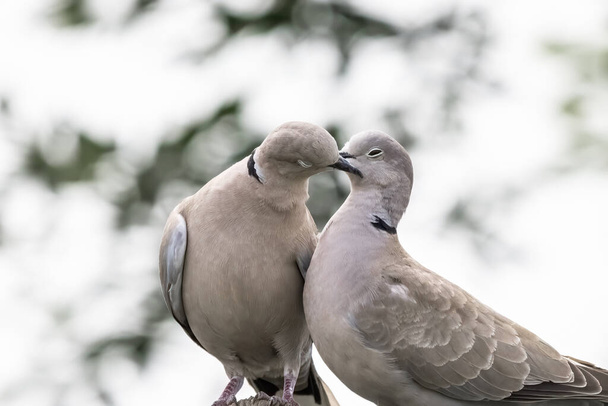 Couple of Eurasian collared dove or Streptopelia decaocto in love on the green background, hello spring. - Photo, Image