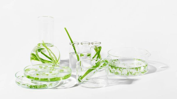 biologische cosmetica, natuurlijke cosmetica, biobrandstoffen, algen. Natuurlijk groen laboratorium. Experimenten. Glaswerk en containers voor laboratoria met groene planten op een lichte ondergrond. - Foto, afbeelding