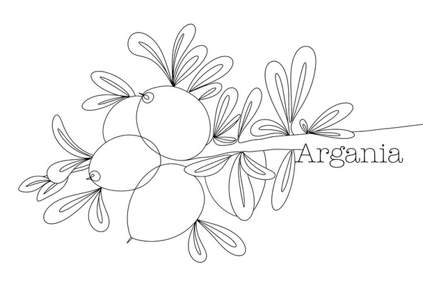 Ágán gyümölcsökkel és levelekkel. Elszigetelt illusztráció. Argánia nemzetközi napja. Egyszerű egy soros rajz különböző célokra. Vektorillusztráció - Vektor, kép