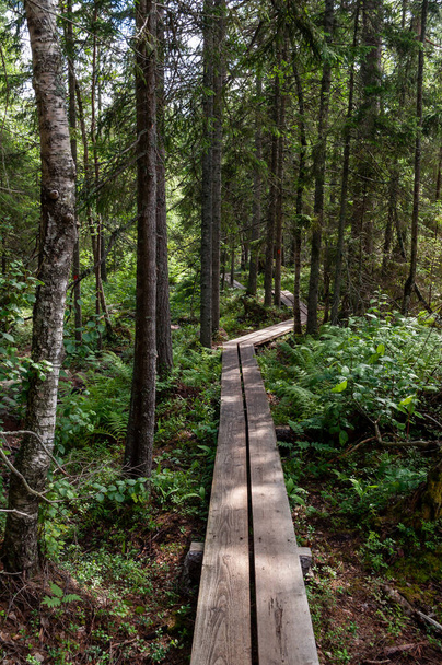A wooden footpath in the forest between trees and ferns in Skuleskogen National Park in Sweden in northern Europe. - 写真・画像