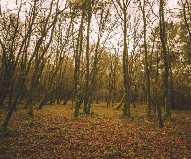 Um caminho estreito delimitado por pedras cobertas de musgo atravessa as árvores de inverno nuas cujas folhas mortas estão no chão da floresta. - Foto, Imagem