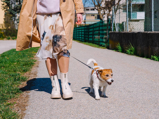 Um pequeno cão Jack Russell Terrier caminhando com seu dono em um beco da cidade. Animais de estimação ao ar livre, vida saudável e estilo de vida - Foto, Imagem