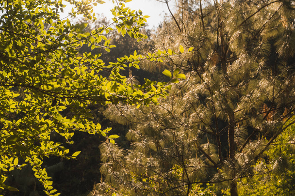 Michoacan dağlarında ağaçlar ve çamlarla dolu bir orman, gün batımı ağaçların yapraklarına altın rengi verir.. - Fotoğraf, Görsel