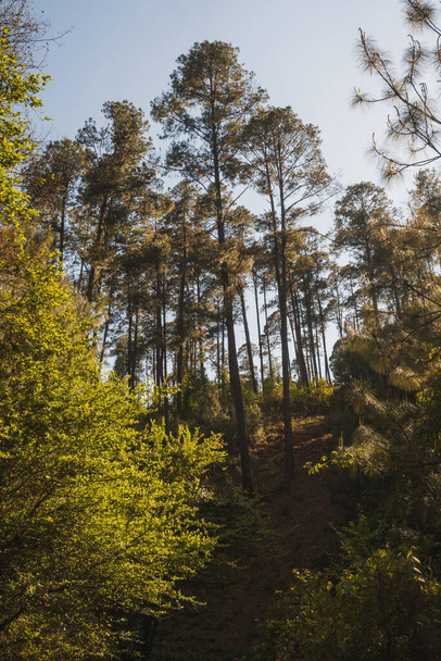 Bos vol bomen en dennen in de bergen van Michoacan, de zonsondergang geeft een gouden tint aan de bladeren van de bomen. - Foto, afbeelding