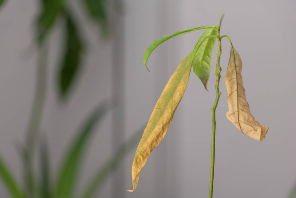 Avocado Tree Problems: Common Causes of Yellow and Brown Leaves. - Photo, Image