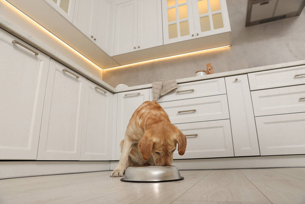 Cute Labrador Retriever eating in stylish kitchen, low angle view - Фото, изображение