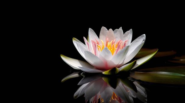 горизонтальный вид белого цветка лотоса с отражением на черном фоне, выполненный с помощью генеративного искусственного интеллекта - Фото, изображение