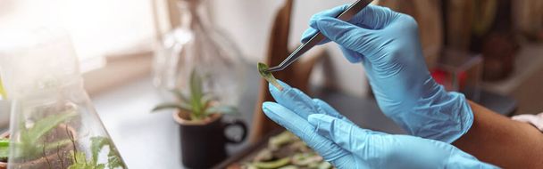 Woman florist takes care of seedlings in floral studio. Blurred background. High quality photo - Valokuva, kuva