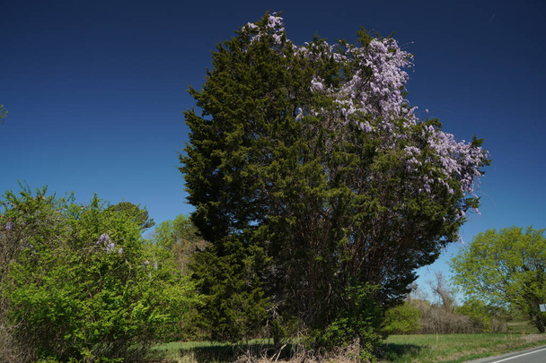 Árvore grande de wisteria para ser capaz de torcer - Foto, Imagem
