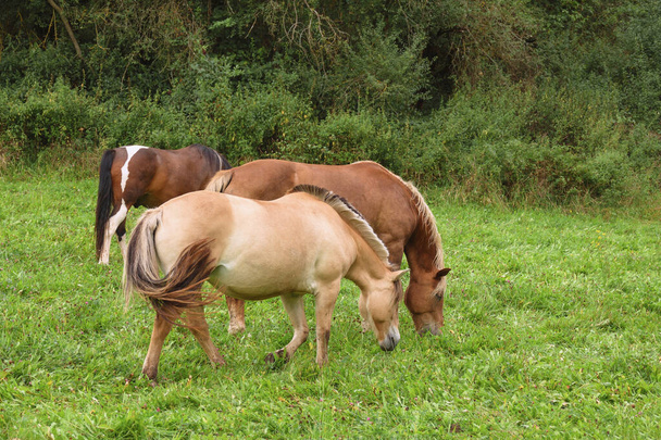 a brown horse in the meadow - Foto, imagen