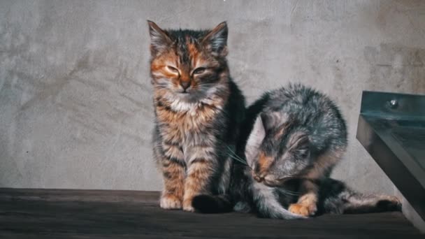 Venku sedí dvě koťátka bez domova a koupou se na slunci. Hladové a studené kočičky sedí na starém stole a zahřívají se. Trojbarevná koťátka bez domova. - Záběry, video