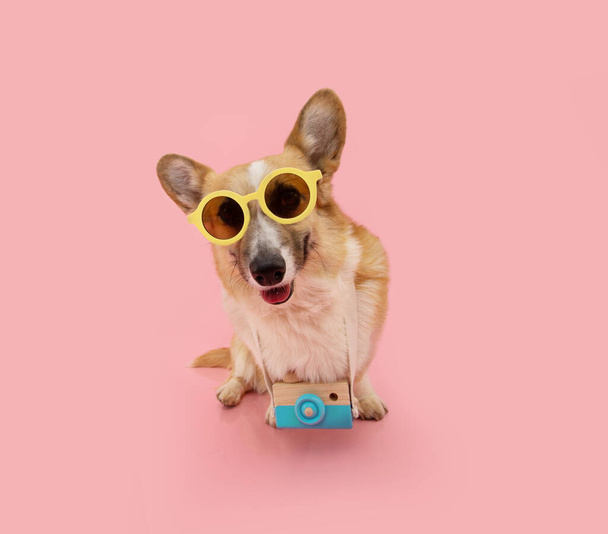 Portrait puppy dog traveling concept. corgi going on vacations wearing sunglasses and camera to take pictures. Isolated on pink background - Foto, Bild