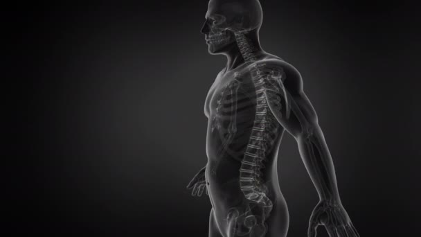 Anatomia ihmisen selkärangan rakenne Saumaton silmukka Animaatio - Materiaali, video