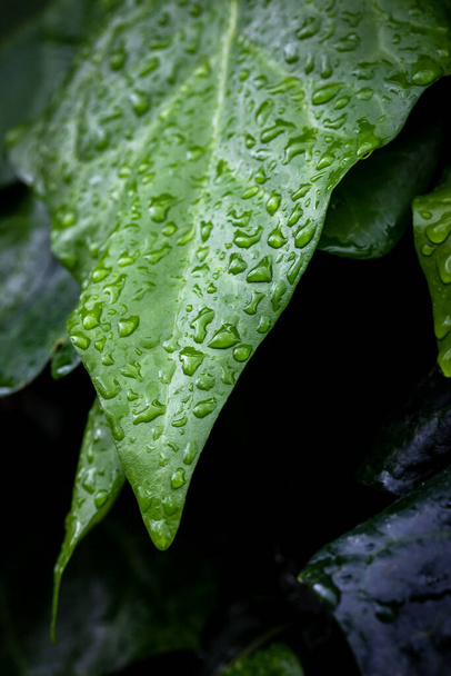 Esőcseppek a zöld leveleken. Nedves zöld levelek esős napokon. Ragyogó esőcseppek zöld levélen. - Fotó, kép